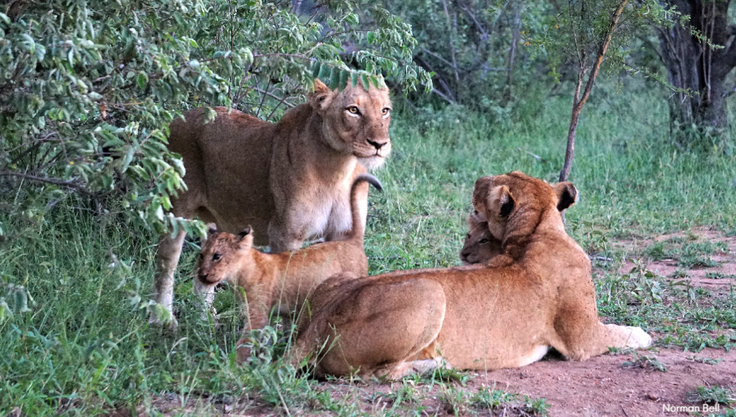 lion and cub